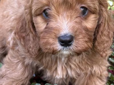 Cavapoo puppies in Cork