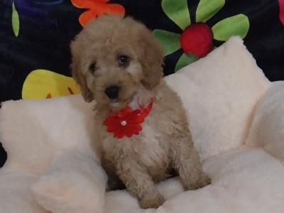 Cavapoo puppies for sale in Kilkenny