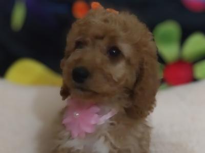 Cavapoo puppies for sale in Kilkenny