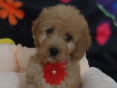 Cavapoo puppies for sale in Kilkenny