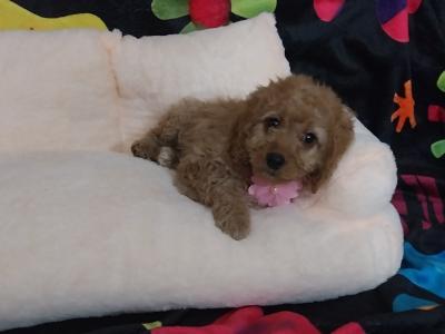 Cavapoo puppies for sale in Kilkenny
