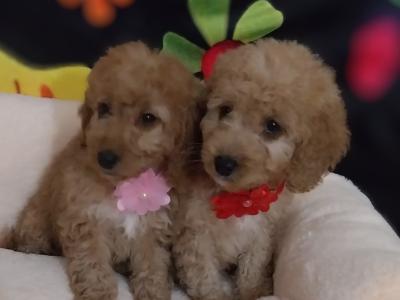 Cavapoo puppies for sale in Kilkenny