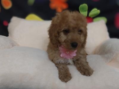 Cavapoo puppies for sale in Kilkenny