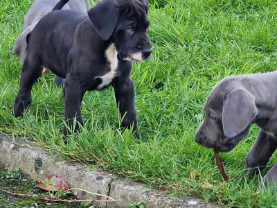 3 beautiful females Great Dane puppies in Galway