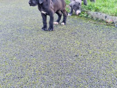 3 beautiful females Great Dane puppies in Galway