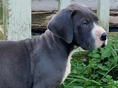 4 beautiful Great Dane puppies in Galway
