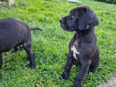 3 beautiful females Great Dane puppies in Galway