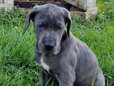 3 beautiful females Great Dane puppies in Galway