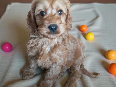 Miniature Cockapoo puppies in Galway