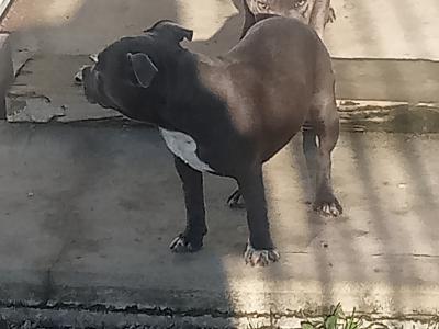 IKC Registered(pending) Top pedigree blue Staffordshire Bull Terrier puppies 6 months old in Offaly