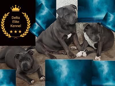 IKC Registered(pending) Top pedigree blue Staffordshire Bull Terrier puppies 6 months old in Offaly