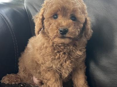Miniature Poodle puppies in Meath