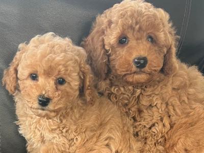 Miniature Poodle puppies in Meath
