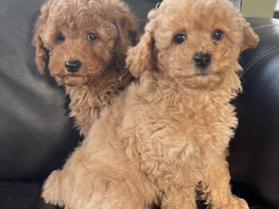 Miniature Poodle puppies in Meath