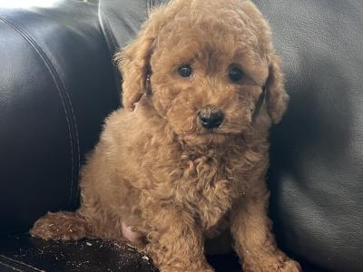 Miniature Poodle puppies in Meath