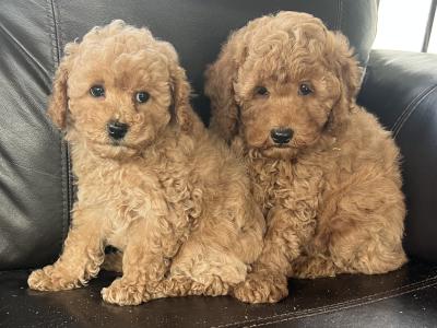 Miniature Poodle puppies in Meath