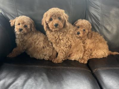 Miniature Poodle puppies in Meath