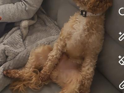 Gorgeous Cavapoo boy for sale in Galway