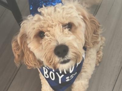 Gorgeous Cavapoo boy for sale in Galway