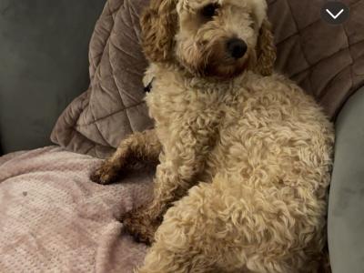 Gorgeous Cavapoo boy for sale in Galway