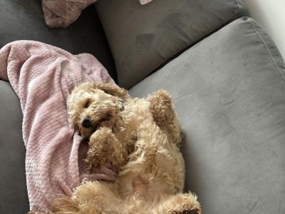 Gorgeous Cavapoo boy for sale in Galway