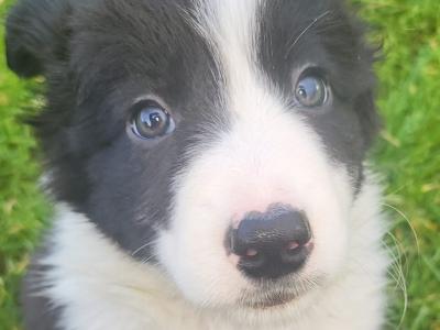 Border Collie puppies for sale in Galway