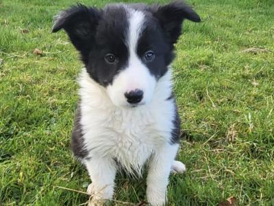 Border Collie puppies for sale in Galway