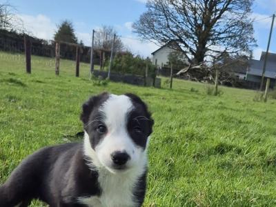 Border Collie puppies for sale in Galway