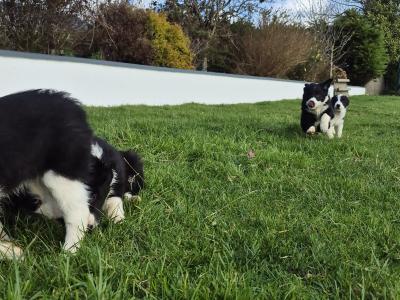 Border Collie puppies for sale in Galway