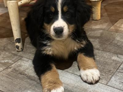 Gorgeous Friendly Bernese Mountain Dog puppies in Waterford