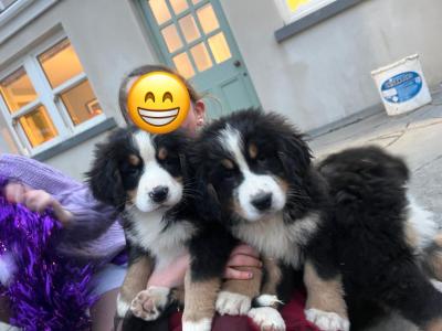 Gorgeous Friendly Bernese Mountain Dog puppies in Waterford