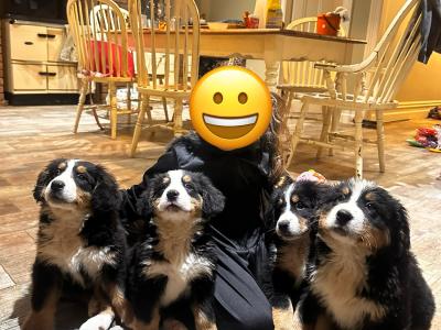 Gorgeous Friendly Bernese Mountain Dog puppies in Waterford
