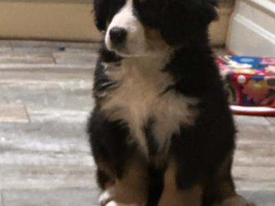 Gorgeous Friendly Bernese Mountain Dog puppies in Waterford