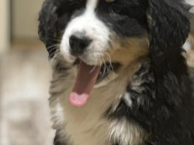 Gorgeous Friendly Bernese Mountain Dog puppies in Waterford