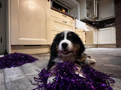 Gorgeous Friendly Bernese Mountain Dog puppies in Waterford
