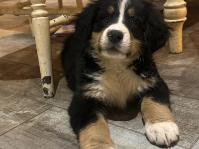 Gorgeous Friendly Bernese Mountain Dog puppies in Waterford