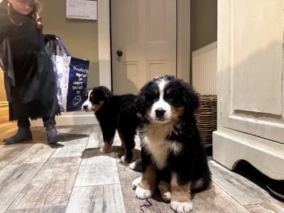 Gorgeous Friendly Bernese Mountain Dog puppies in Waterford