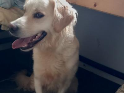 Golden Retriever x Labrador