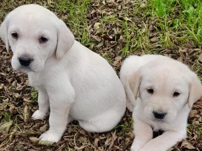 Golden Retriever x Labrador