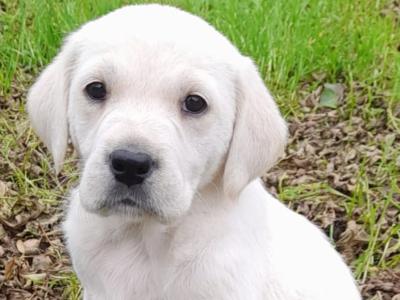Golden Retriever x Labrador