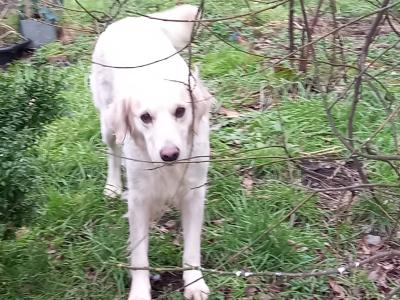 Golden Retriever x Labrador