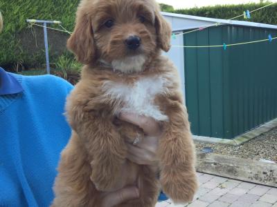 Rare Toy Bernedoodle puppies in Fermanagh for Rehoming