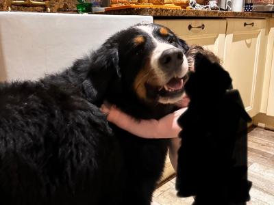 Gorgeous Friendly Bernese Mountain Dog puppies in Waterford