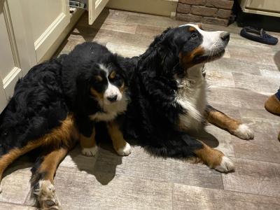 Gorgeous Friendly Bernese Mountain Dog puppies in Waterford