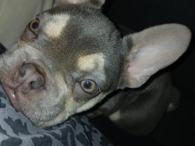 French Bulldog pup male for sale