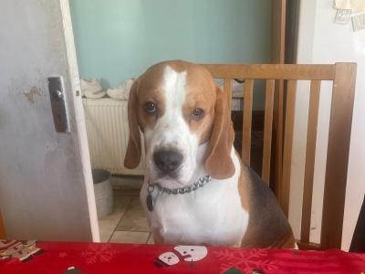 Louis the Best Boy Beagle