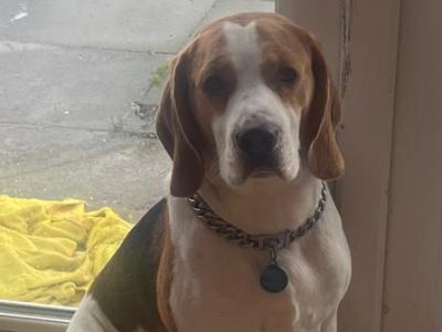 Louis the Best Boy Beagle