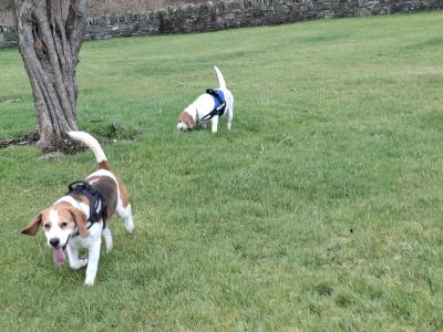 Louis the Best Boy Beagle