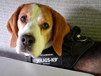 Louis the Best Boy Beagle