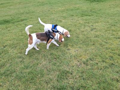 Louis the Best Boy Beagle